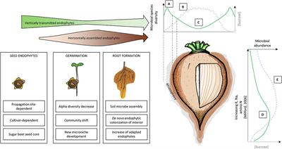 Understanding the sugar beet holobiont for sustainable agriculture
